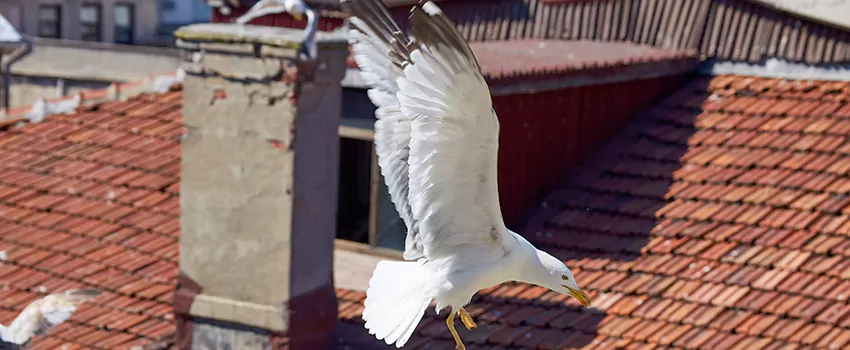 Residential Chimney Animal Removal Solution in Kearney, NE
