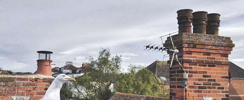 Chimney Cleaning And Restoration in Kearney, Nebraska